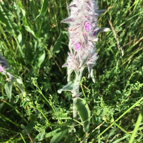 Stachys germanica പുഷ്പം