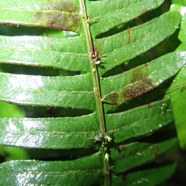 Pteris catoptera Folla