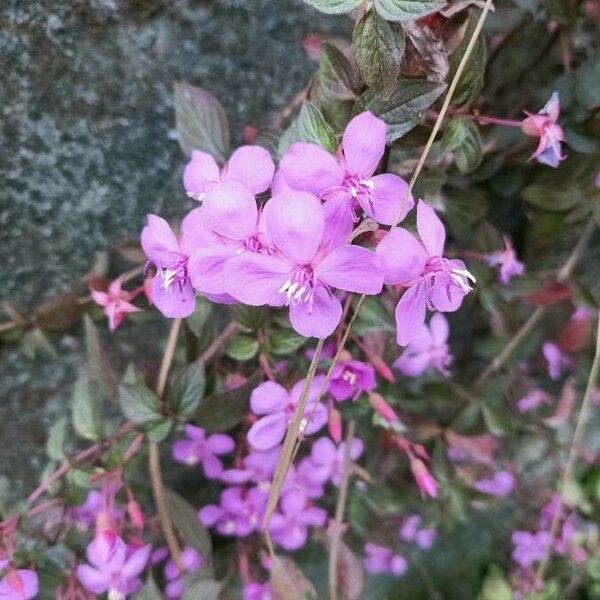 Centradenia inaequilateralis ফুল