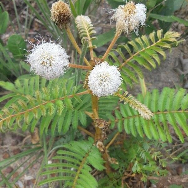 Mimosa pigra Lorea