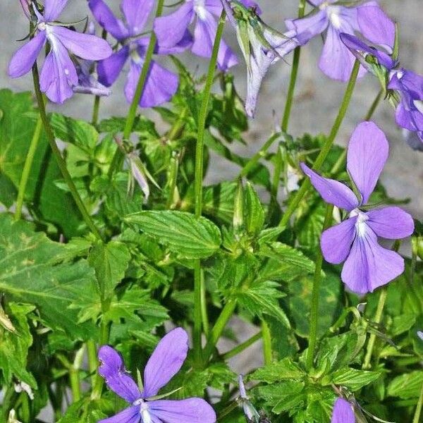 Viola cornuta অভ্যাস