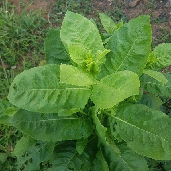 Laggera crispata Levél