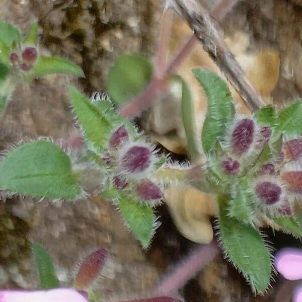 Saponaria ocymoides Blad