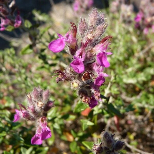 Teucrium marum Flower