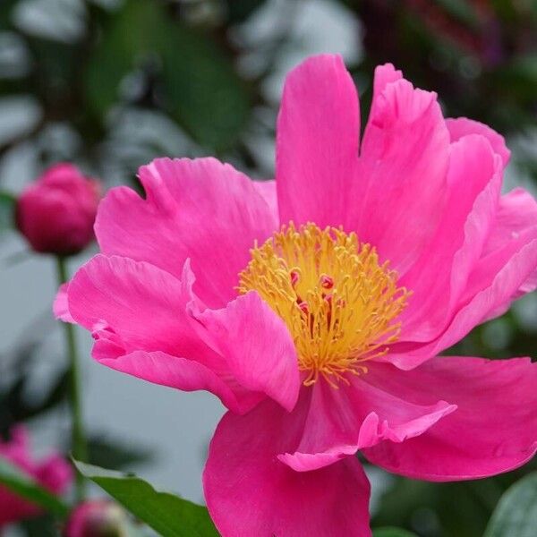 Paeonia mascula ফুল