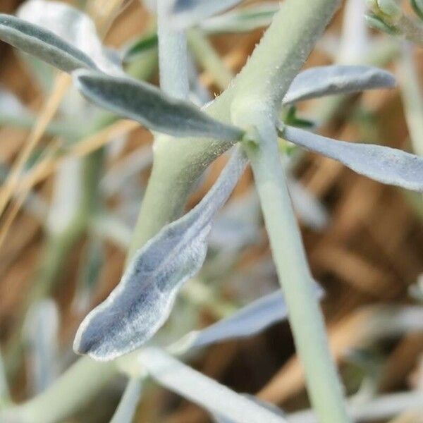 Convolvulus acanthocladus 葉