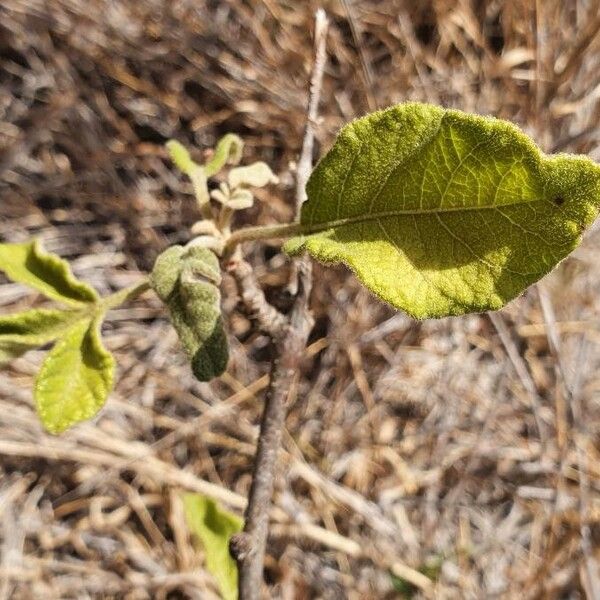 Lannea triphylla Foglia