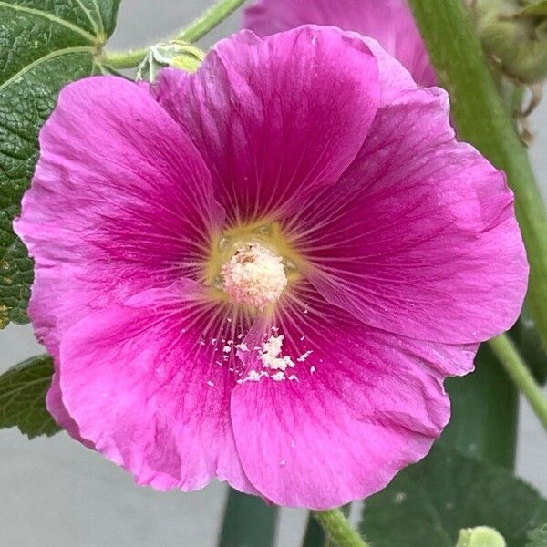 Alcea setosa Flower