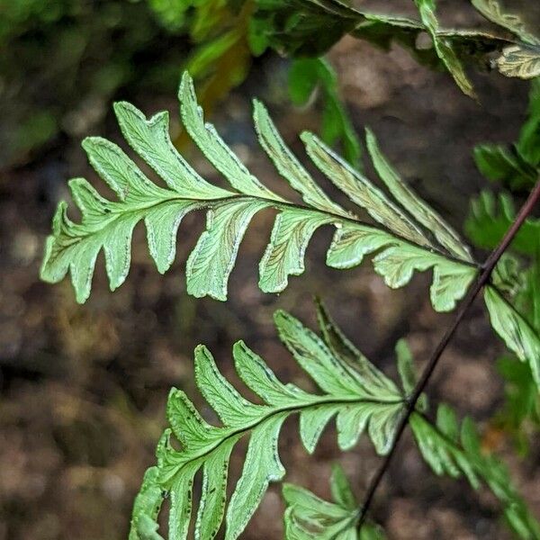 Hemionitis intramarginalis Leaf