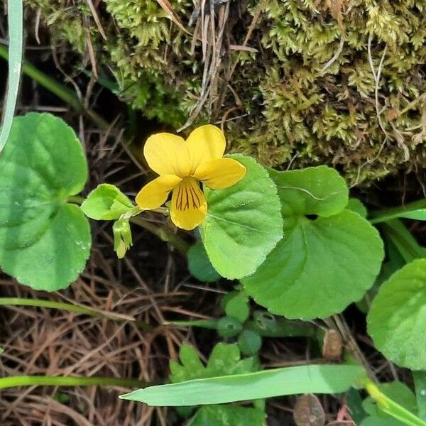 Viola biflora Yeri