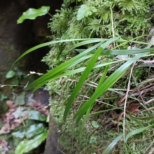 Melica uniflora Hábito