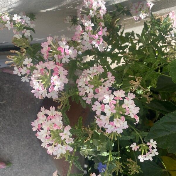 Verbena × hybrida Flower