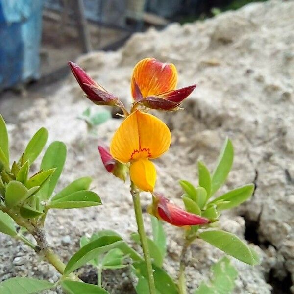 Crotalaria pumila 花