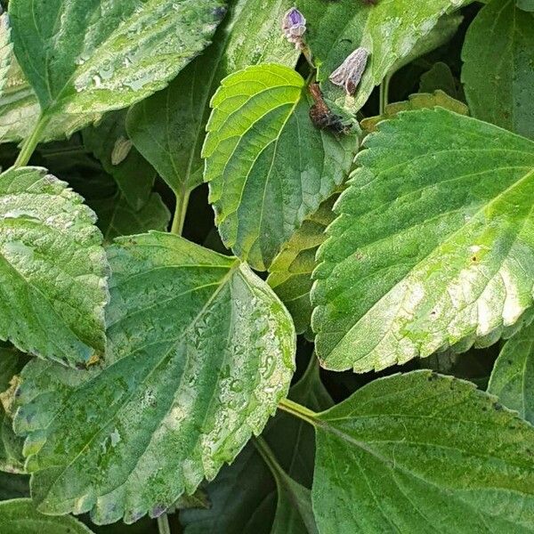 Salvia farinacea Leaf