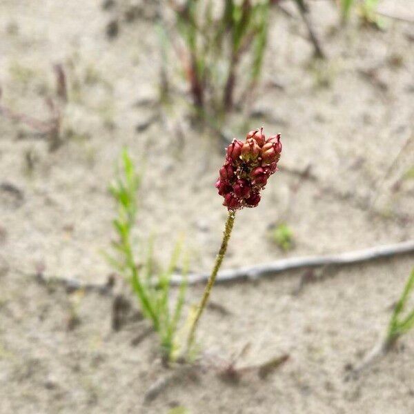 Triantha glutinosa Fleur