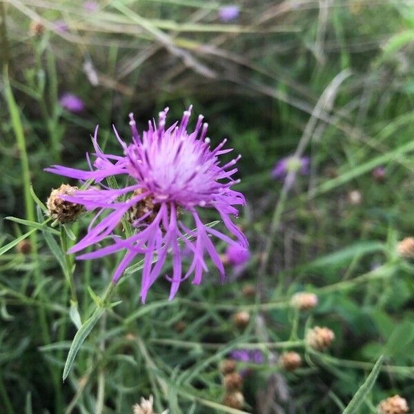 Centaurea stoebe Flors