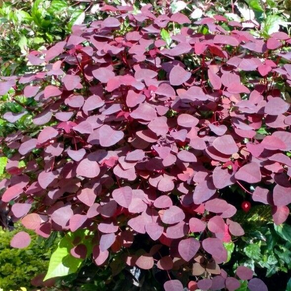 Euphorbia cotinifolia (Tropical smokebush)