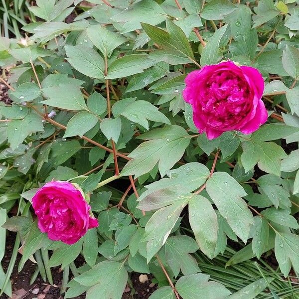 Paeonia × suffruticosa Bloem