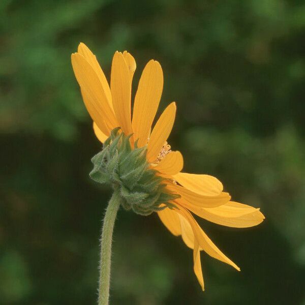 Helianthus mollis Flower