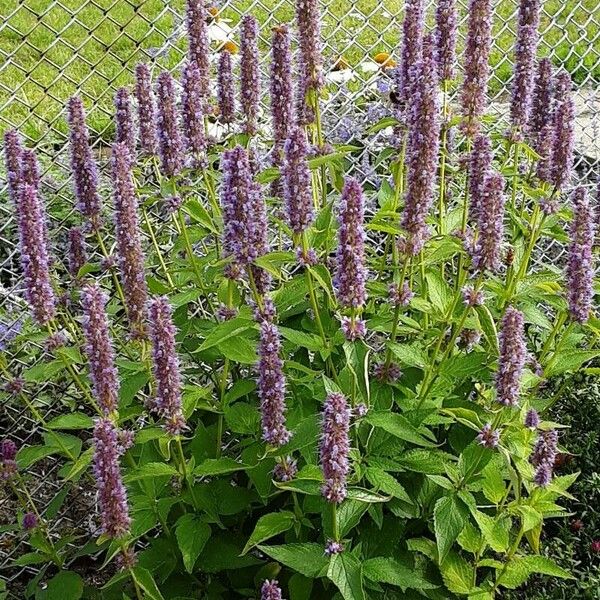 Agastache foeniculum Συνήθη χαρακτηριστικά