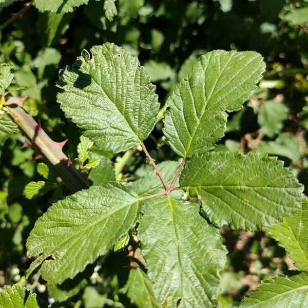 Rubus ulmifolius Foglia