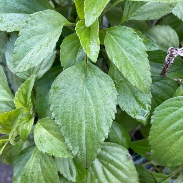 Salvia farinacea Blad