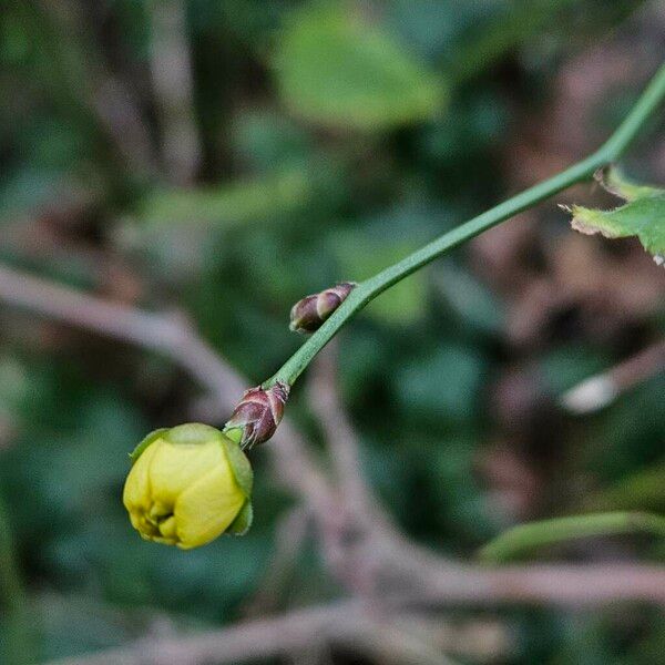 Kerria japonica Flower