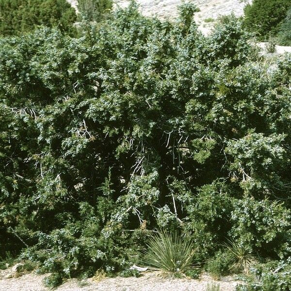 Juniperus monosperma Pokrój