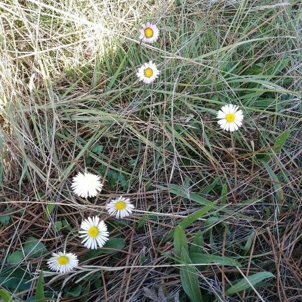 Bellis sylvestris Кветка