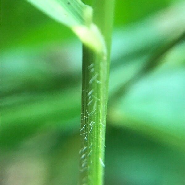 Brachypodium pinnatum Листок