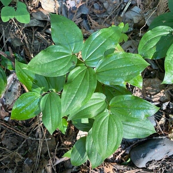 Prosartes smithii Hoja