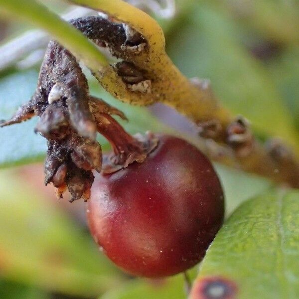 Arctostaphylos uva-ursi Frucht
