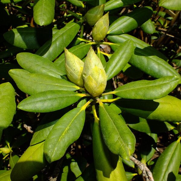 Rhododendron yakushimanum Лист