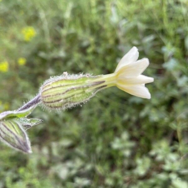 Silene noctiflora Kvet