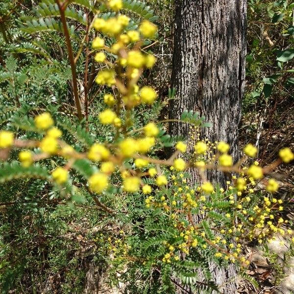 Acacia terminalis Flower