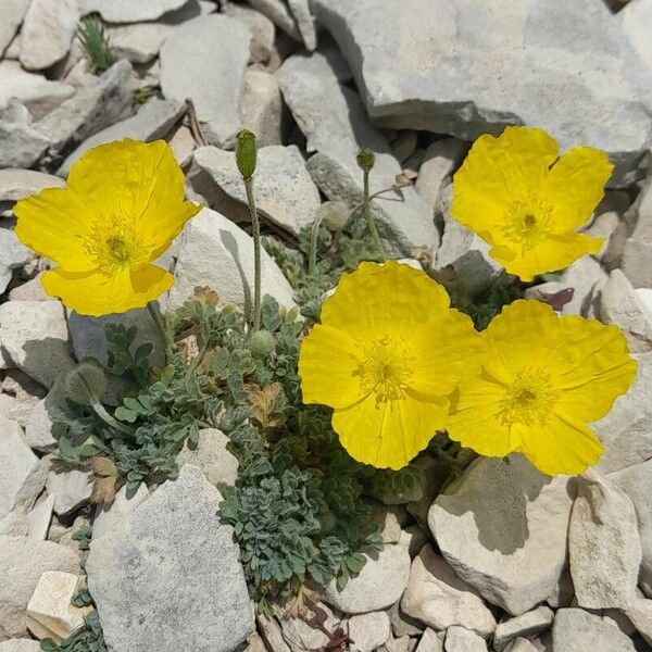 Papaver alpinum Alkat (teljes növény)