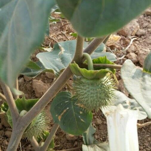 Datura metel Vili