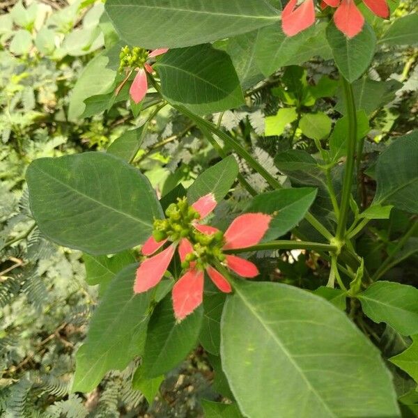 Euphorbia heterophylla Цвят