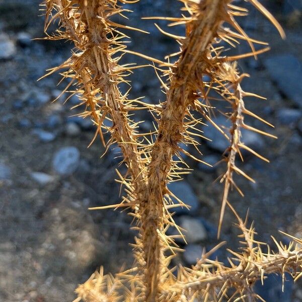 Onopordum tauricum Rusca