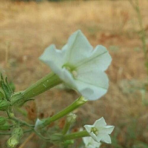 Nicotiana acuminata Kvet