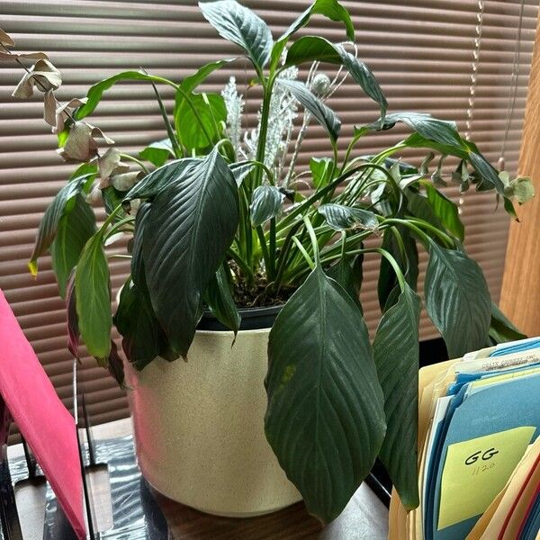 Spathiphyllum cochlearispathum Feuille