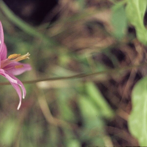 Erythronium revolutum Blomst