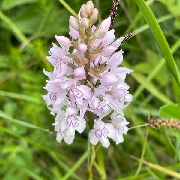 Dactylorhiza fuchsii Kukka