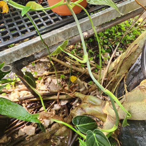 Philodendron gloriosum Elinympäristö