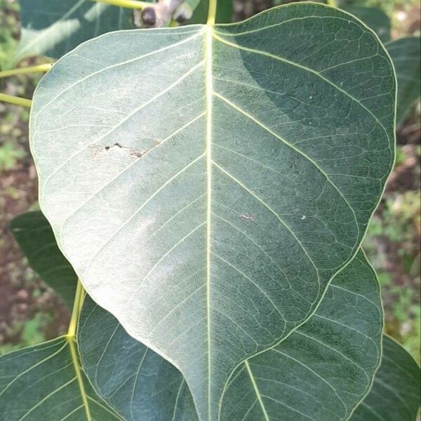 Ficus religiosa Folio