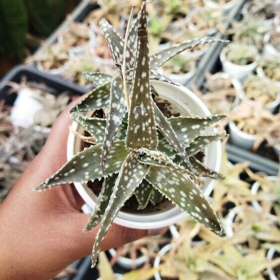 Aloe rauhii Leaf