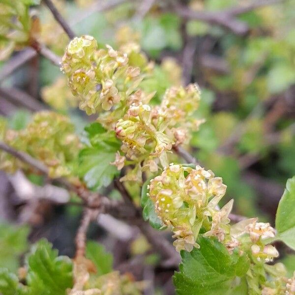 Ribes alpinum Flower