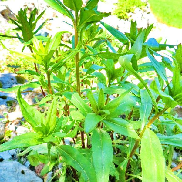 Oenothera fruticosa Pokrój