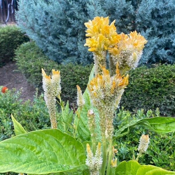 Celosia argentea Žiedas