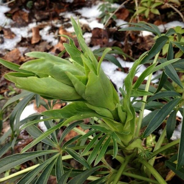 Helleborus foetidus Кветка